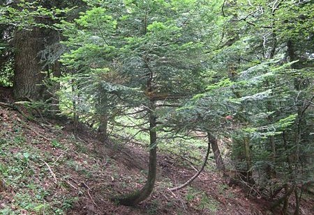 Wpływ geotropizmu na wzrost drzewa. /źródło: wiki; Rbastien (CC By-SA 3.0)