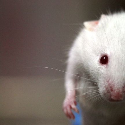 Mysz laboratoryjna/ źródło: wiki; Rama (CC BY-SA 2.0)